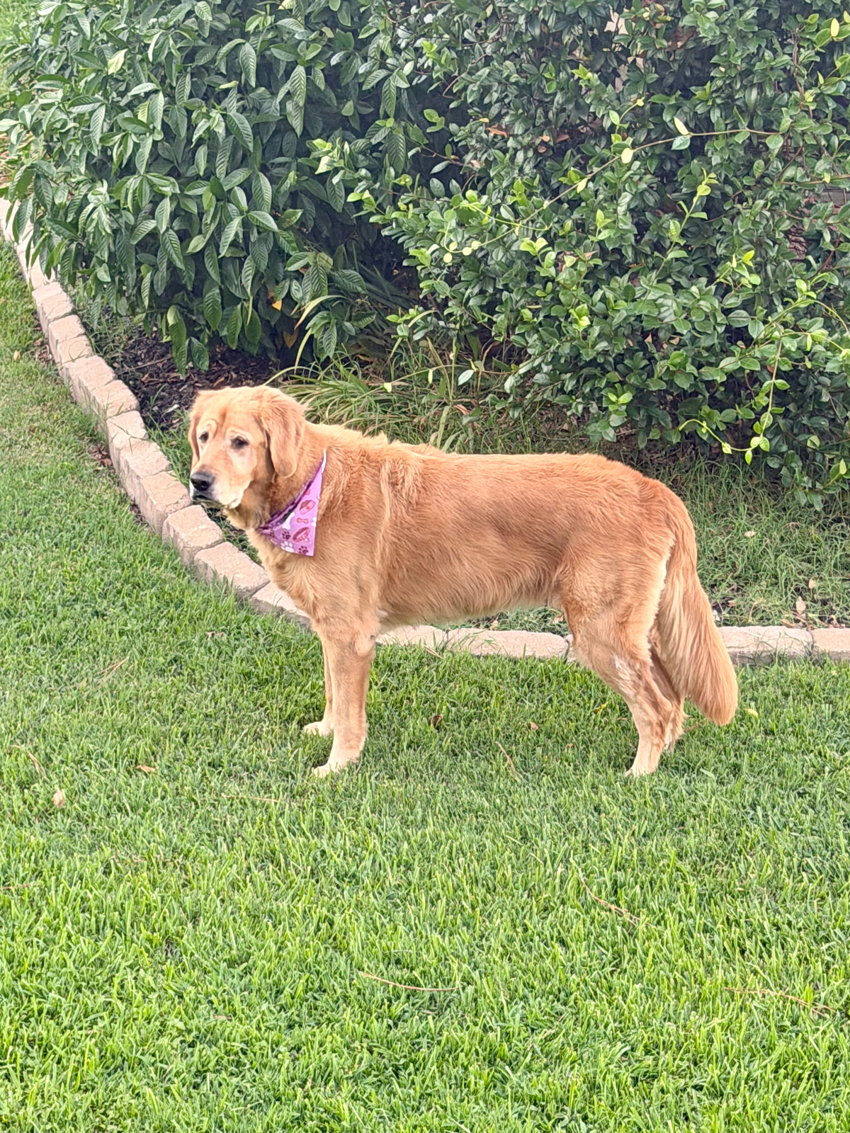 Piper after grooming